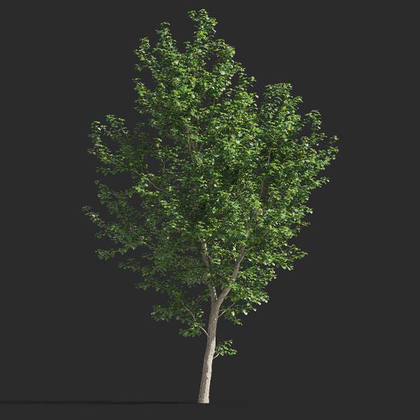 درخت زالزالک
